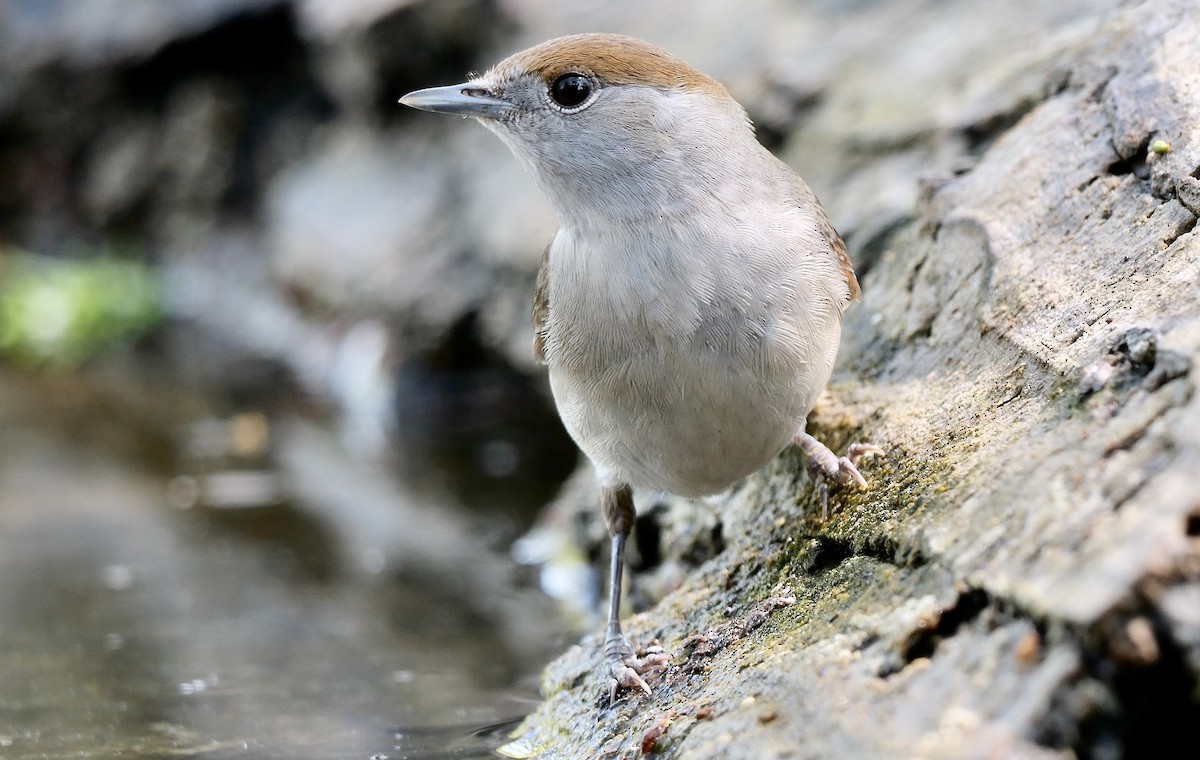 Eurasian Blackcap - ML468279041