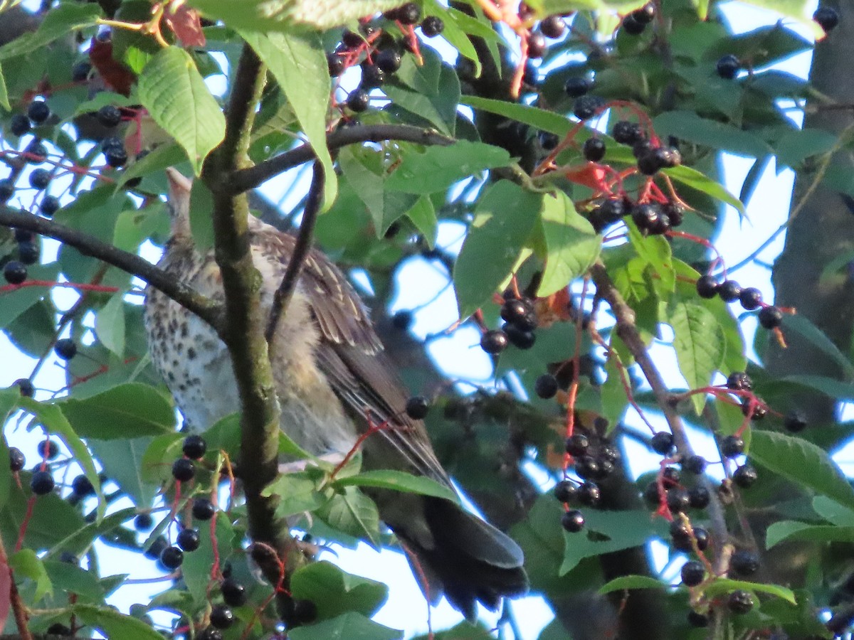 Fieldfare - ML468280061