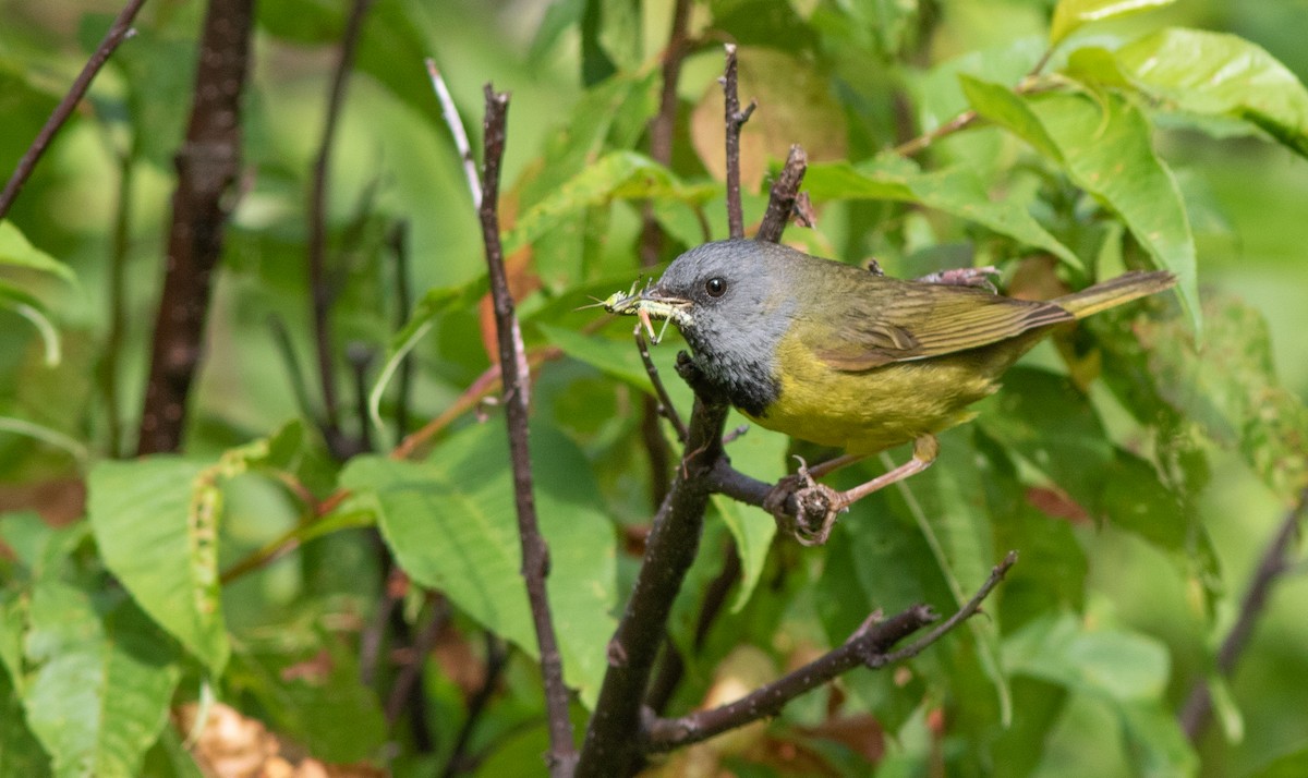 Mourning Warbler - Doug Hitchcox