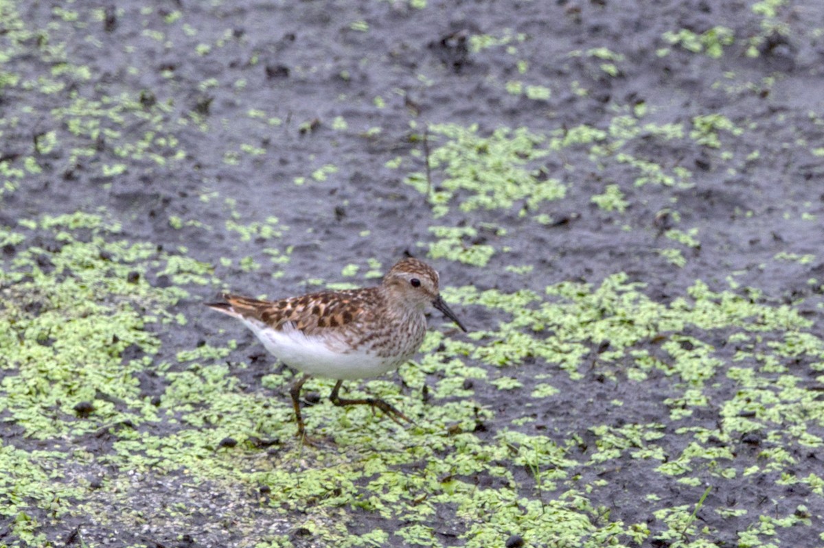 Least Sandpiper - ML468281961