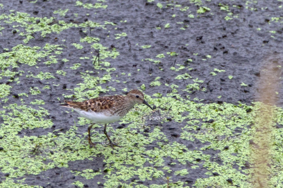 Least Sandpiper - ML468281971