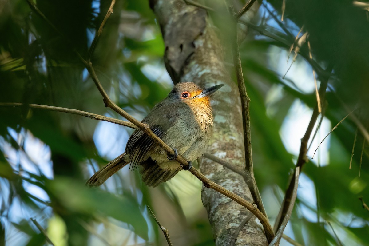 Gelbkinn-Faulvogel - ML468282191