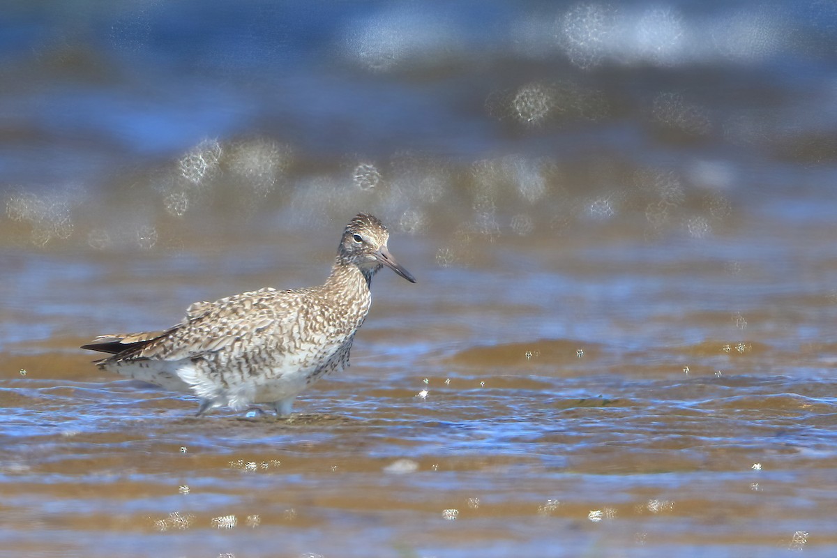 Willet - ML468284081