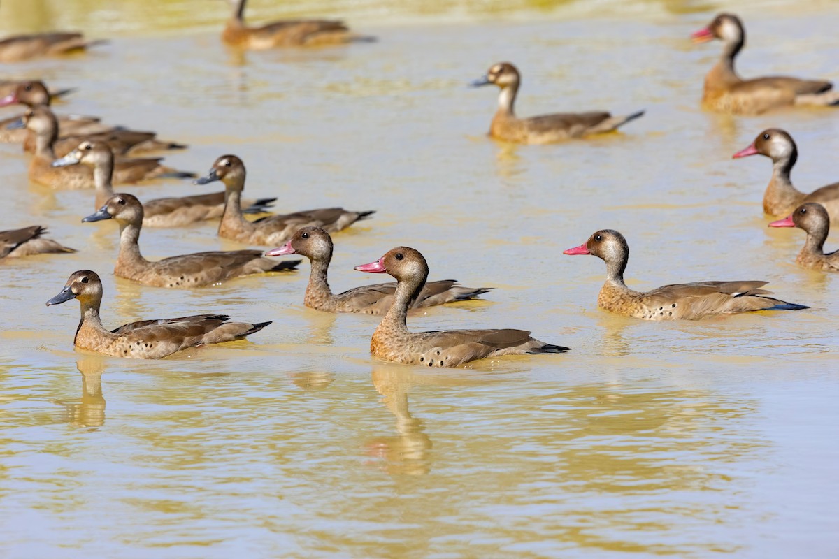 Brazilian Teal - Thibaud Aronson