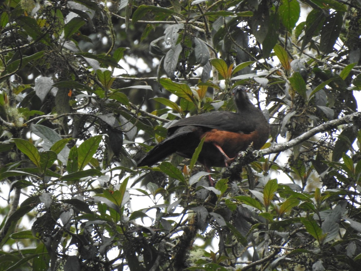 Sickle-winged Guan - Diego DUQUE