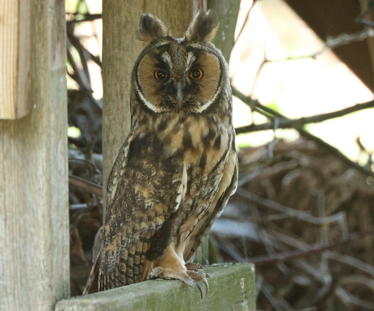 Long-eared Owl - ML468286161