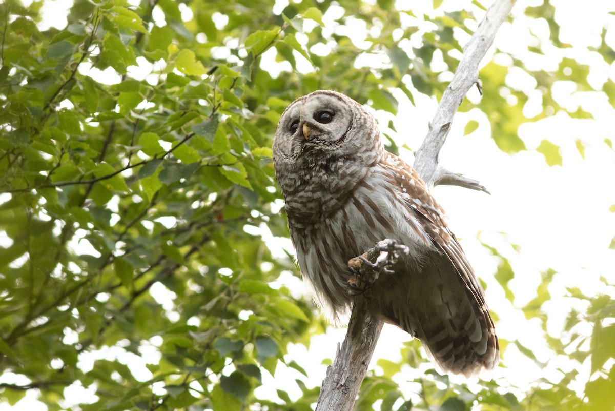 Barred Owl - Doug Hitchcox