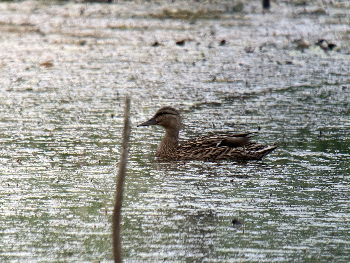 Canard colvert - ML468287001