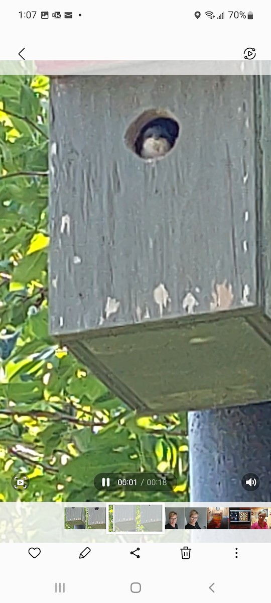 Tree Swallow - ML468287241