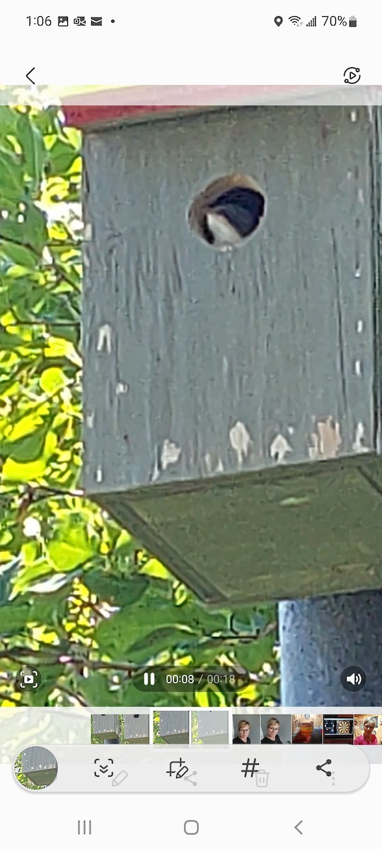 Tree Swallow - ML468287251