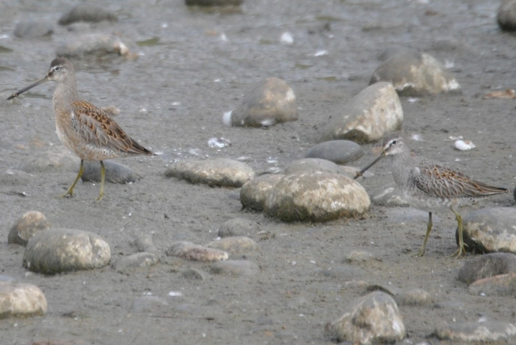 langnebbekkasinsnipe - ML46828731