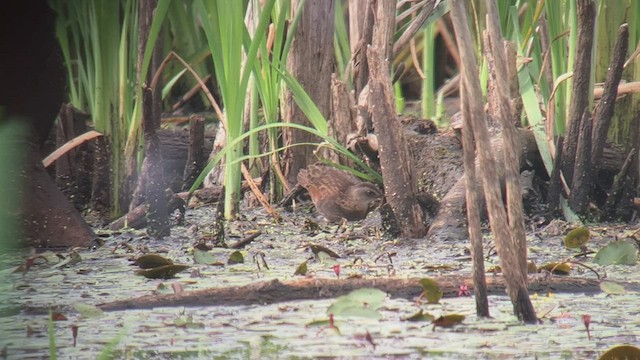 Virginia Rail - ML468287361