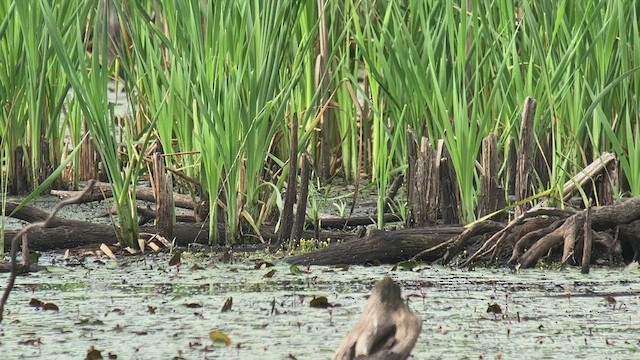 Virginia Rail - ML468287401