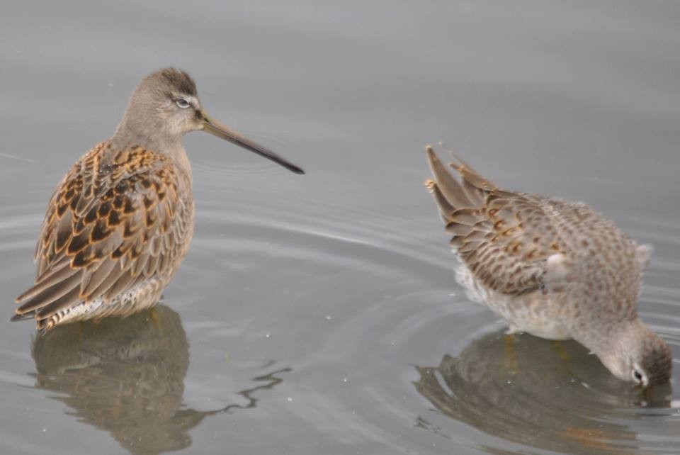 langnebbekkasinsnipe - ML46828741