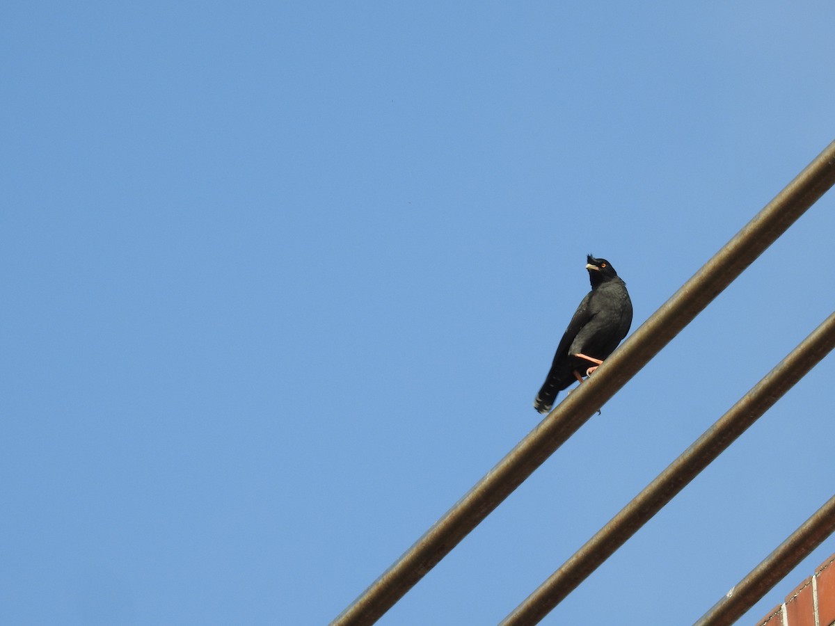 Crested Myna - ML468288031