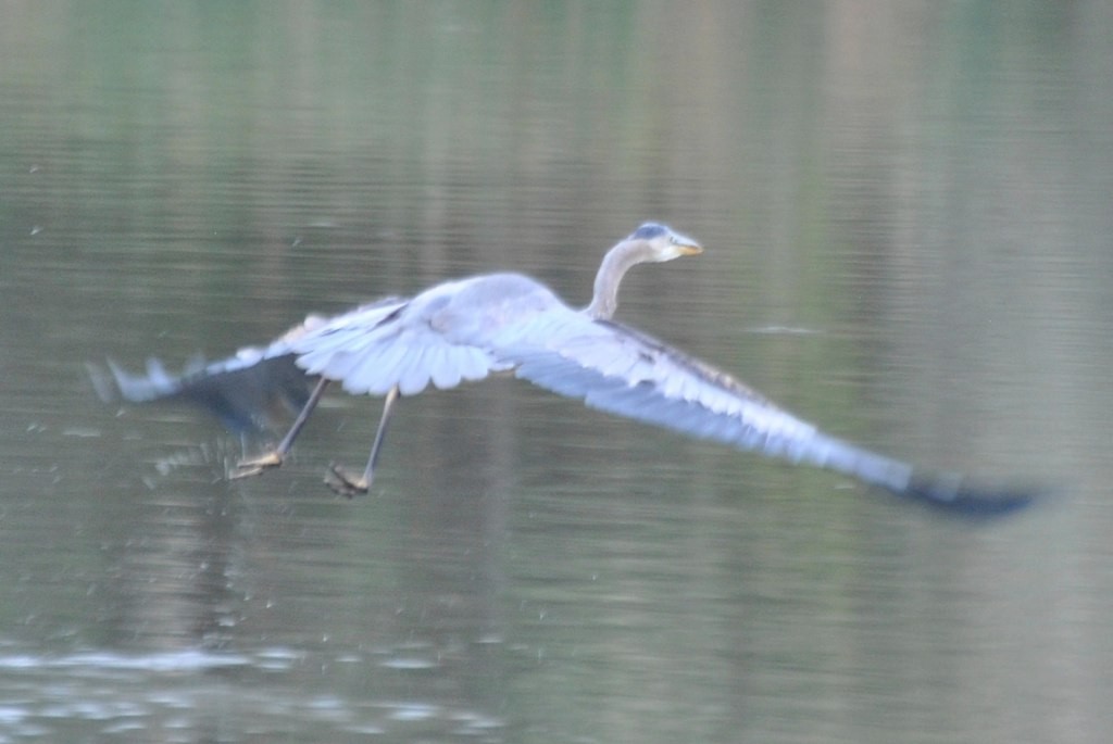 Great Blue Heron (Great Blue) - ML46828921