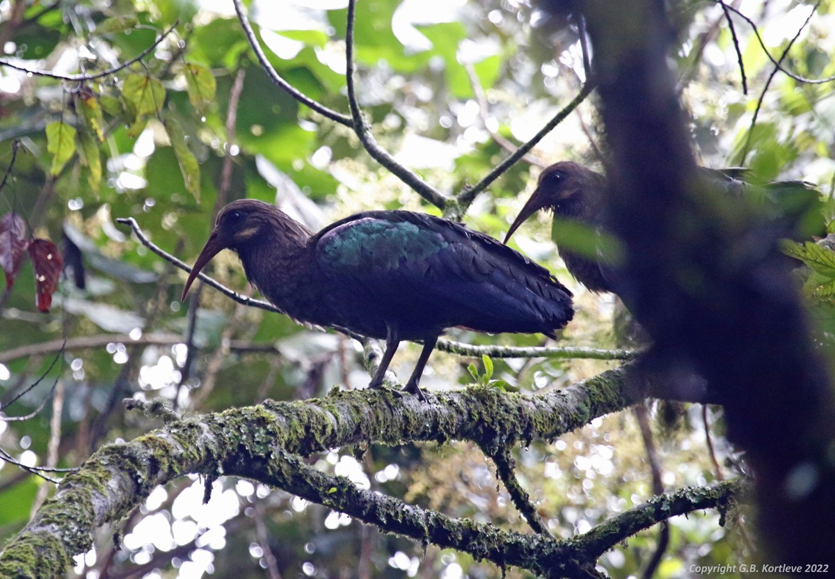 ibis olivový - ML468289451