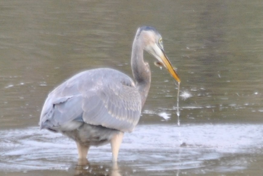 Great Blue Heron (Great Blue) - ML46828971