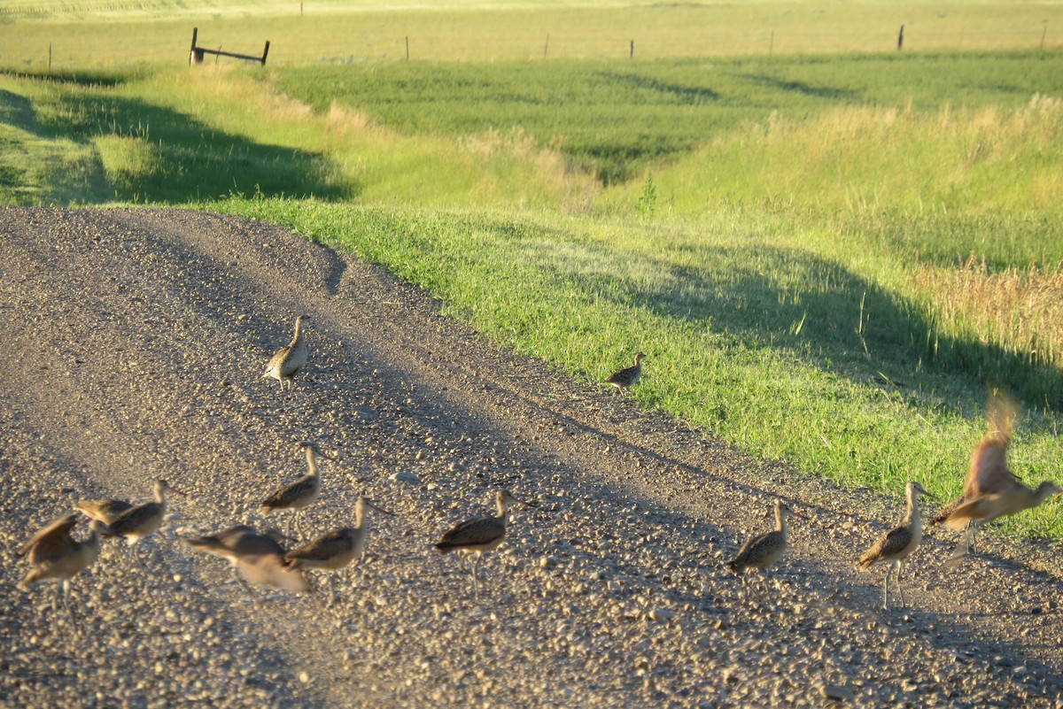 Marbled Godwit - ML468290171