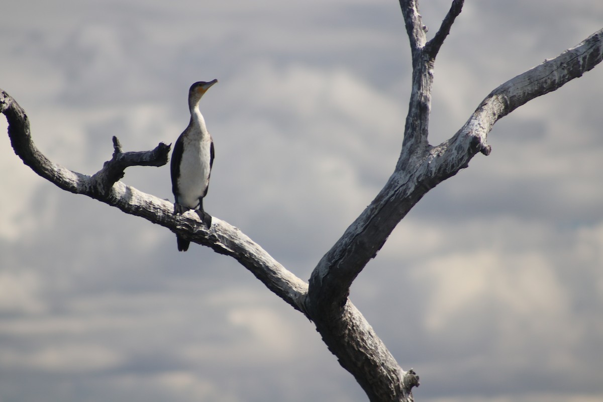 Great Cormorant (White-breasted) - ML468291541