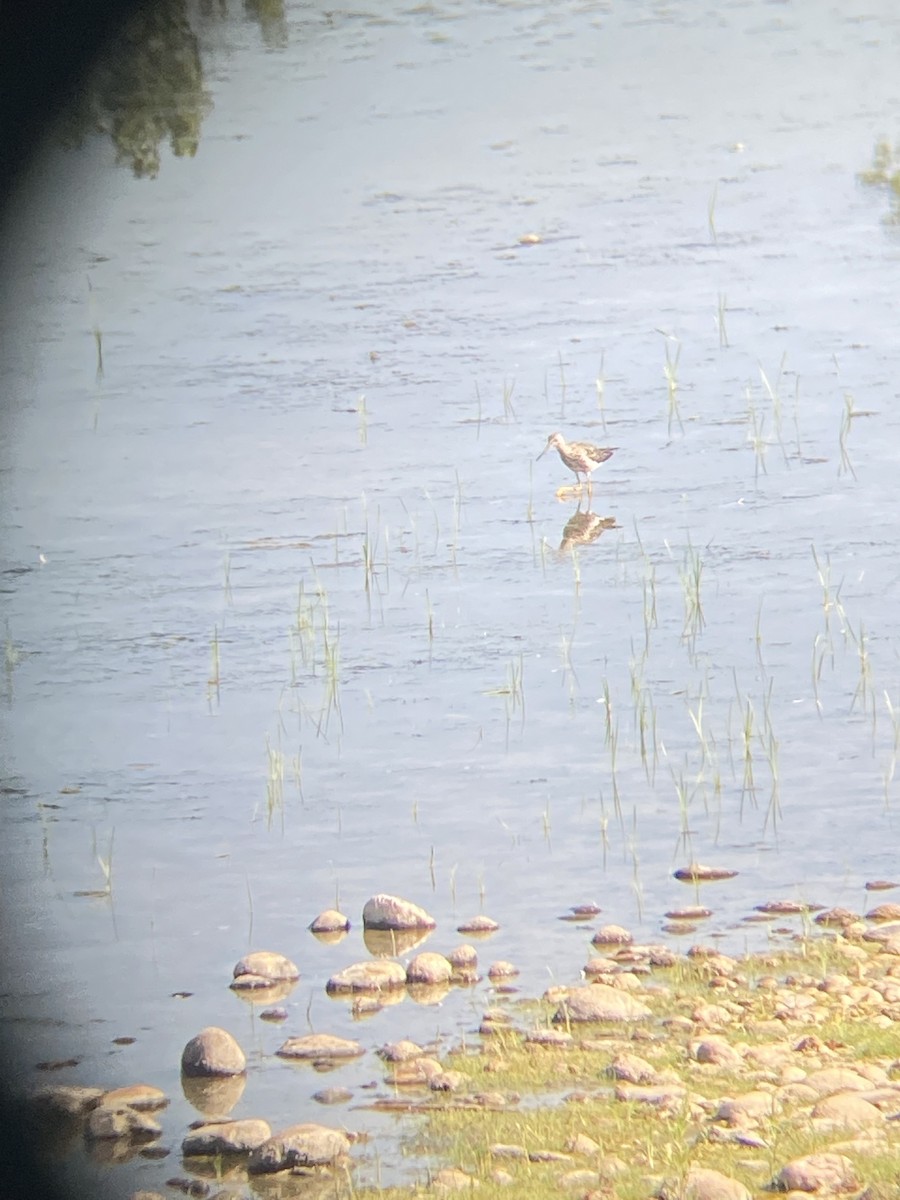 vodouš velký - ML468291761