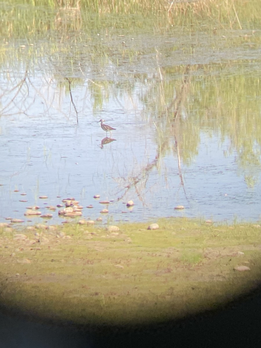 vodouš velký - ML468291771