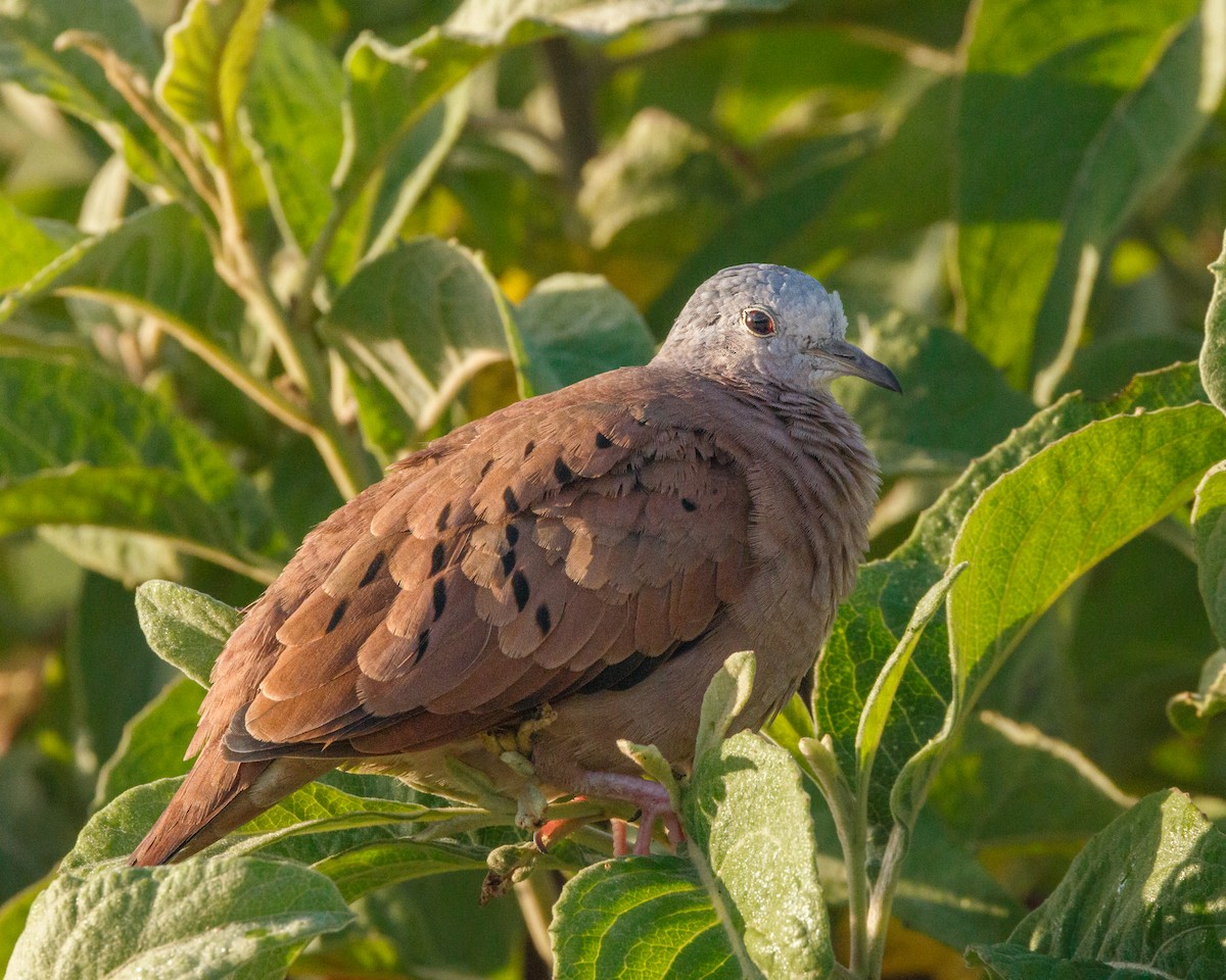 Ruddy Ground Dove - Karl Wirth