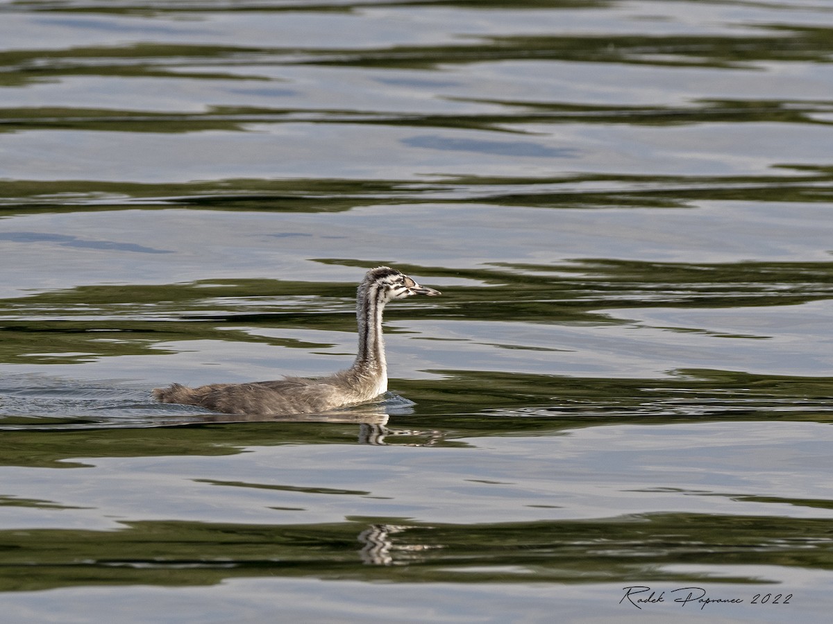 Great Crested Grebe - ML468292721