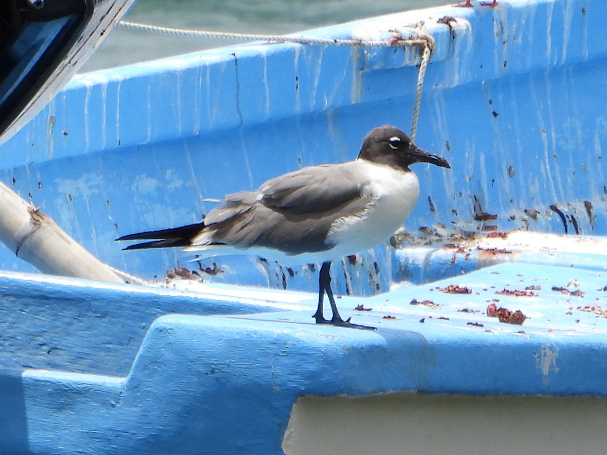 Laughing Gull - bob butler