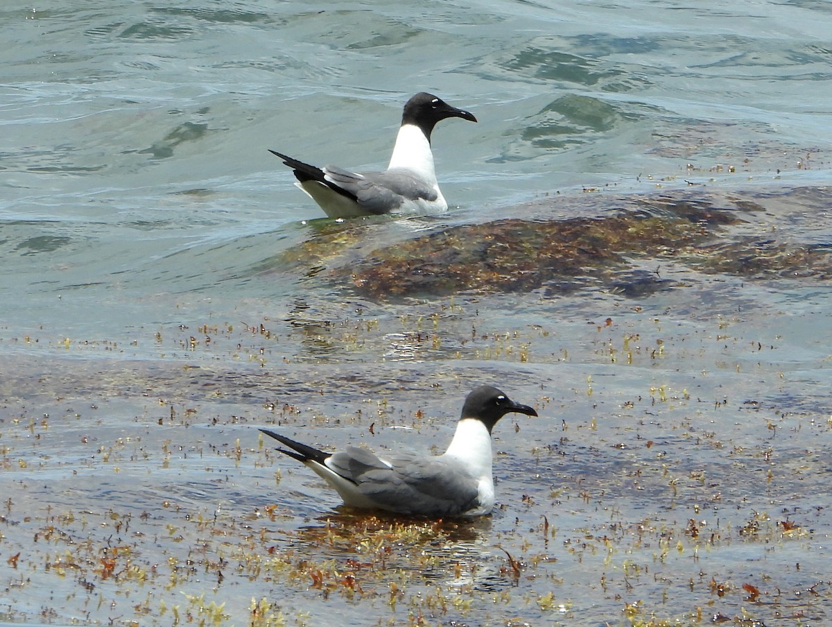 Gaviota Guanaguanare - ML468292821