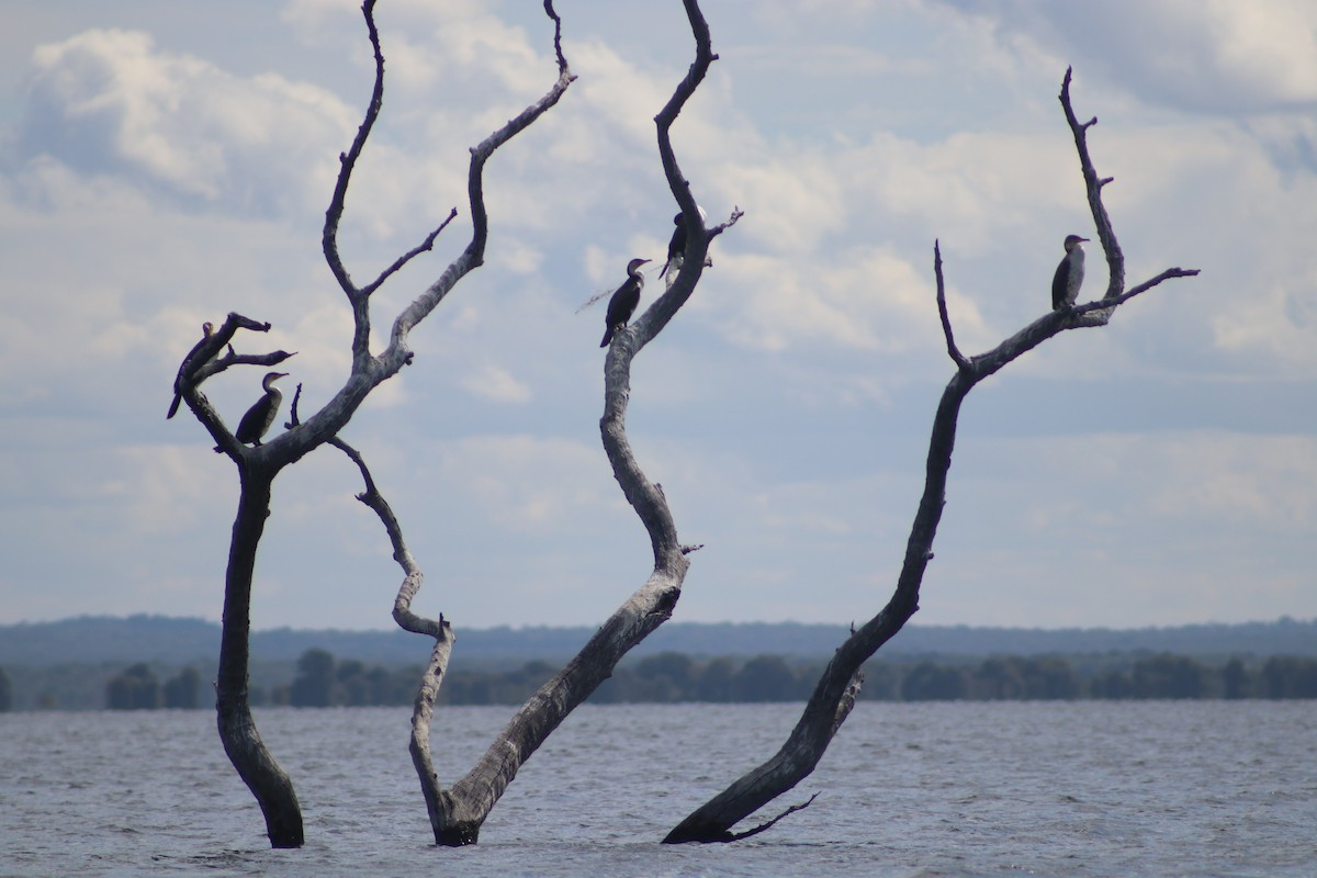 Great Cormorant (White-breasted) - ML468294021