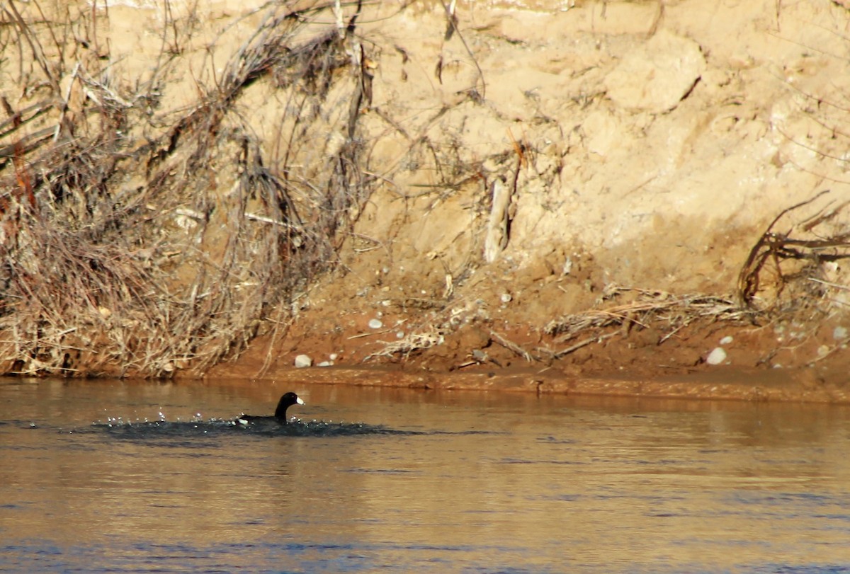 American Coot - ML46829411