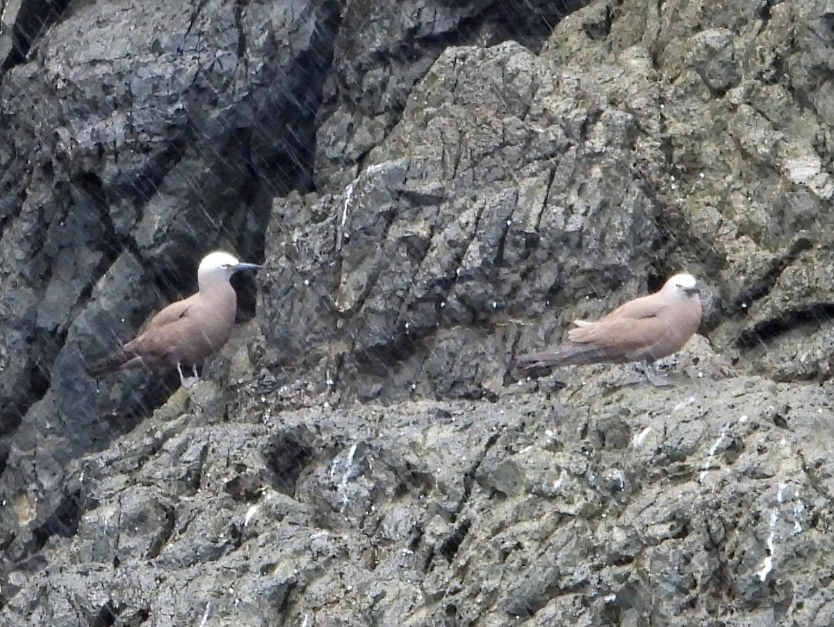 Brown Noddy - ML468294471