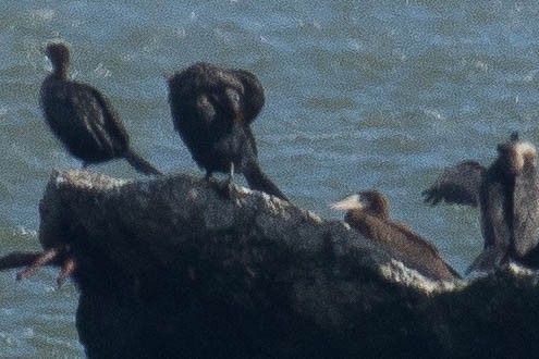 Brown Booby - ML46829451