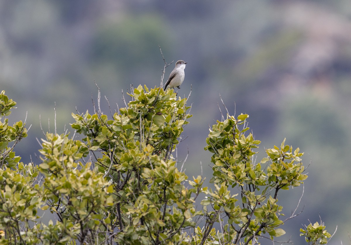 Fire-eyed Diucon - ML468294751