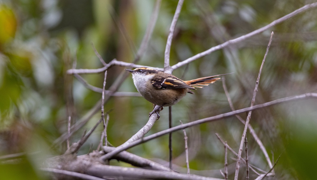 Thorn-tailed Rayadito - ML468294851