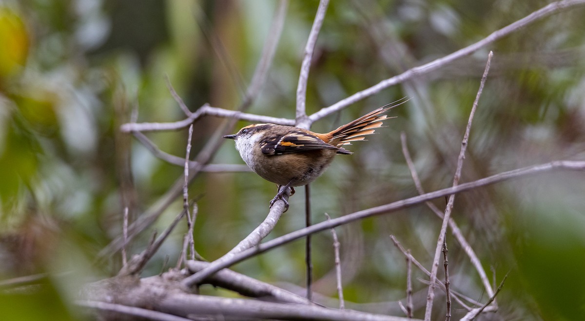 Thorn-tailed Rayadito - ML468294861