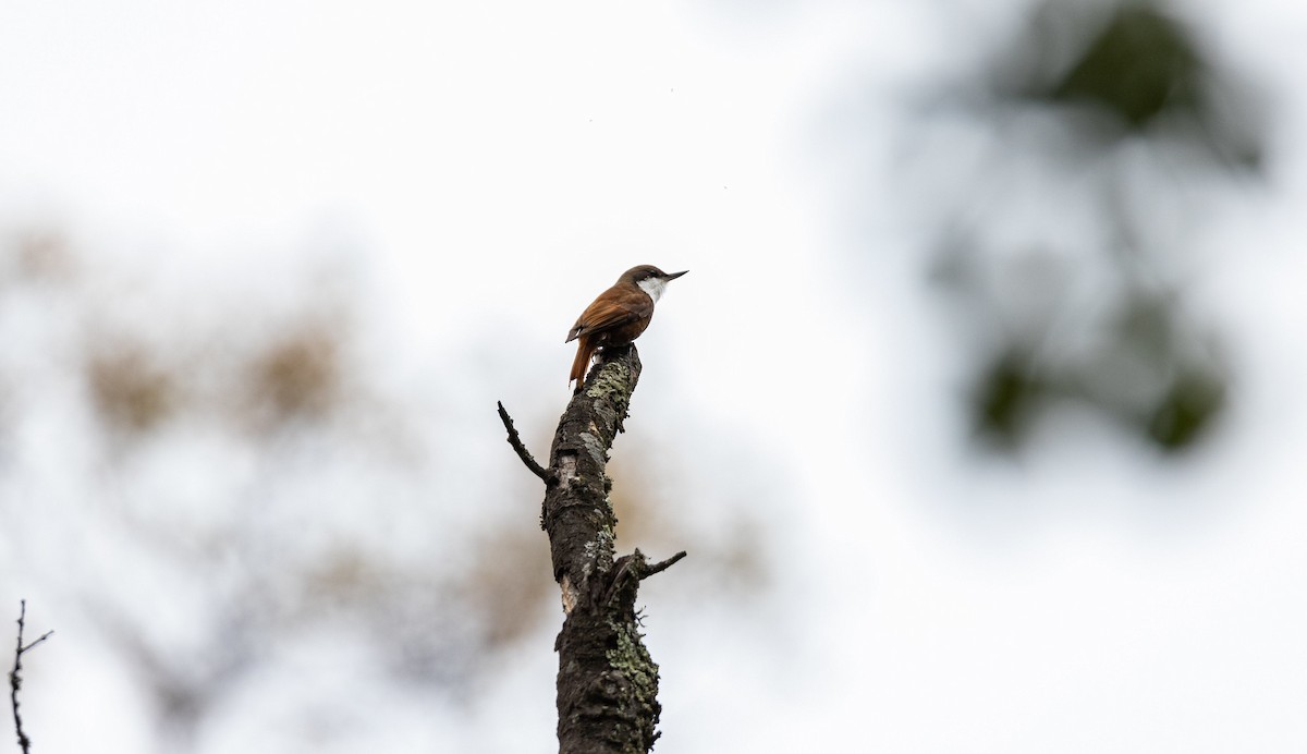 White-throated Treerunner - ML468294871