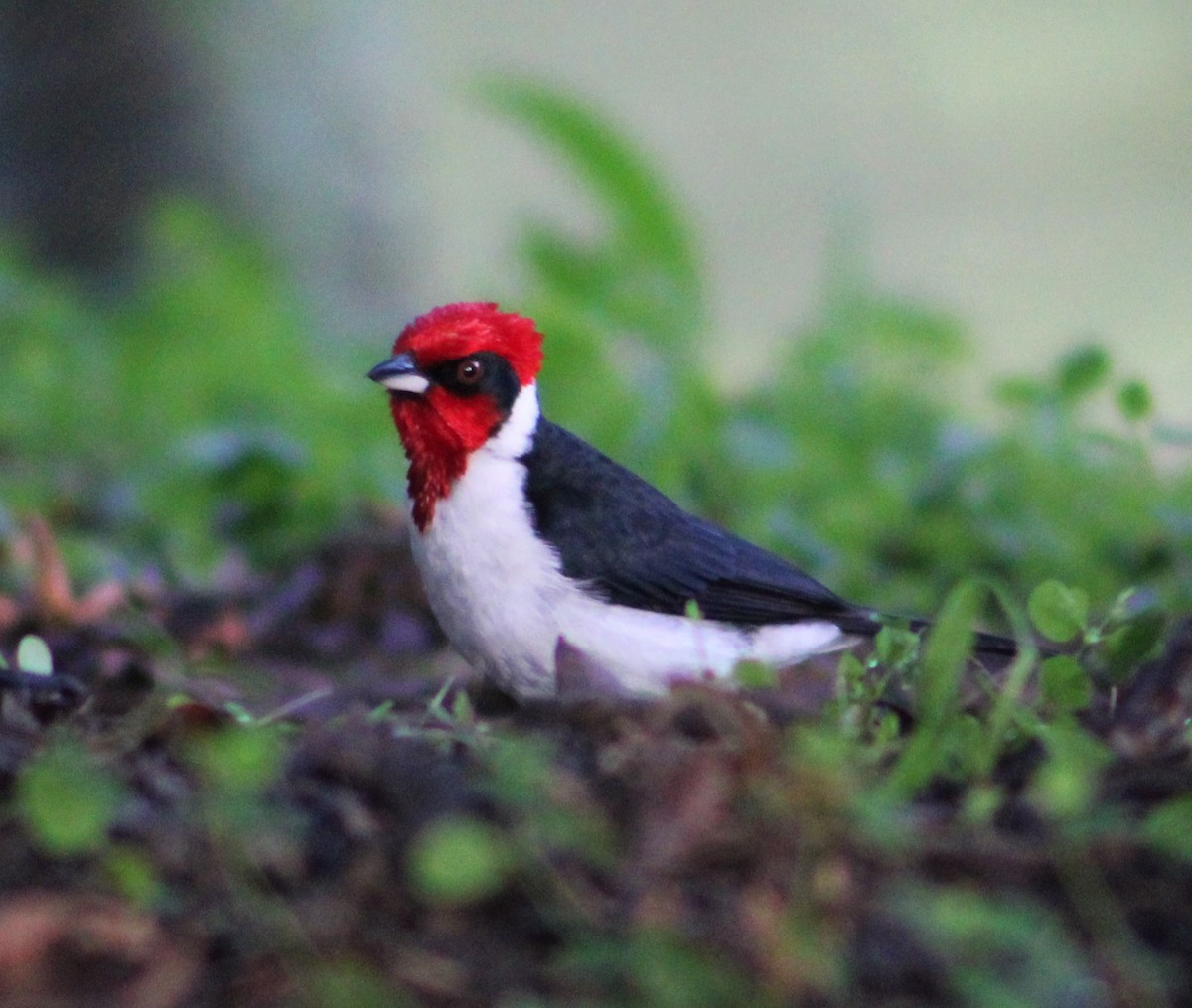 Masked Cardinal - ML468298271