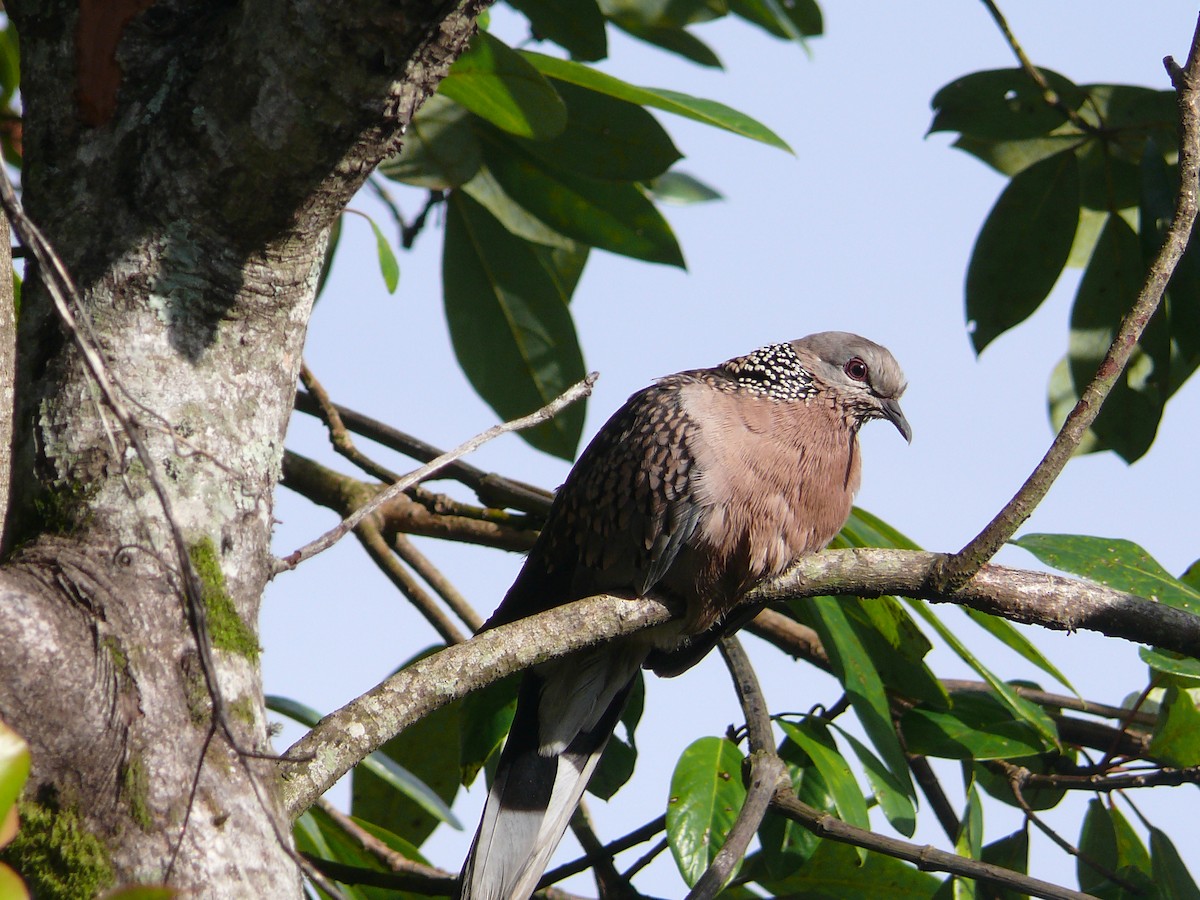 Spotted Dove - ML468299011