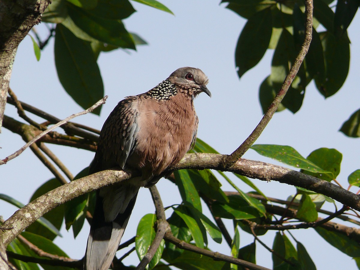 Spotted Dove - ML468299041