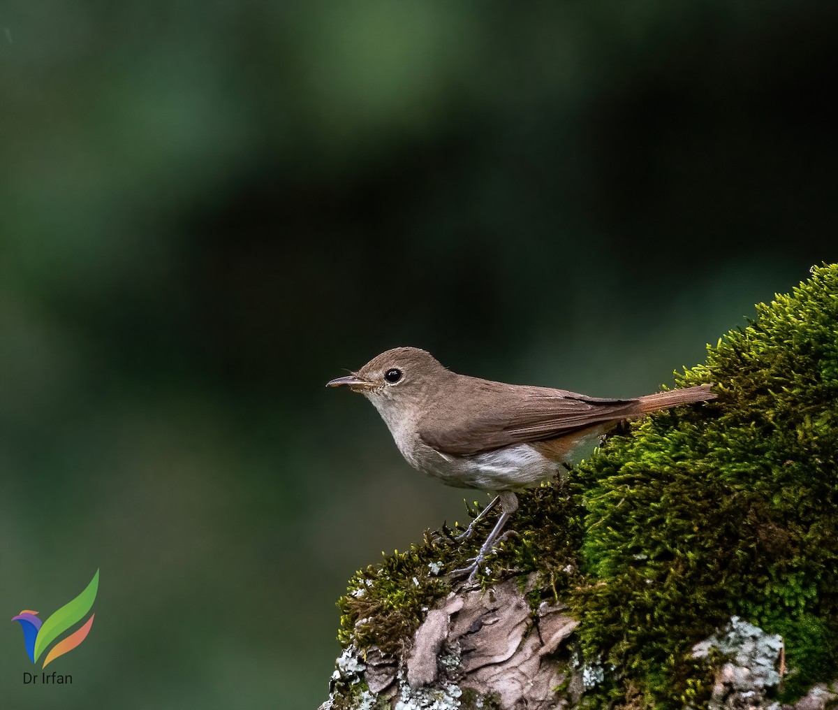 Rusty-tailed Flycatcher - ML468300971