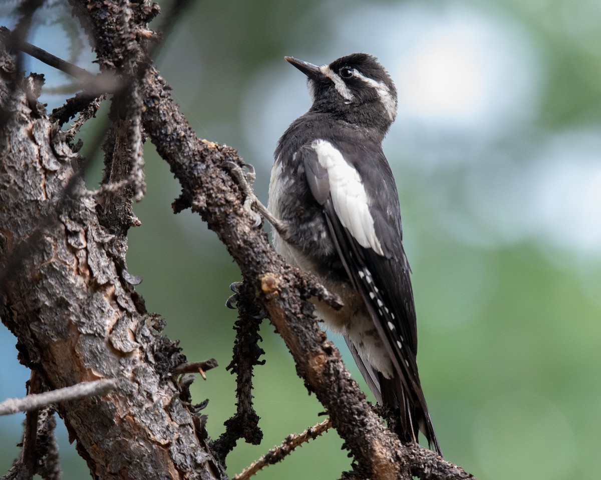 Williamson's Sapsucker - ML468302001