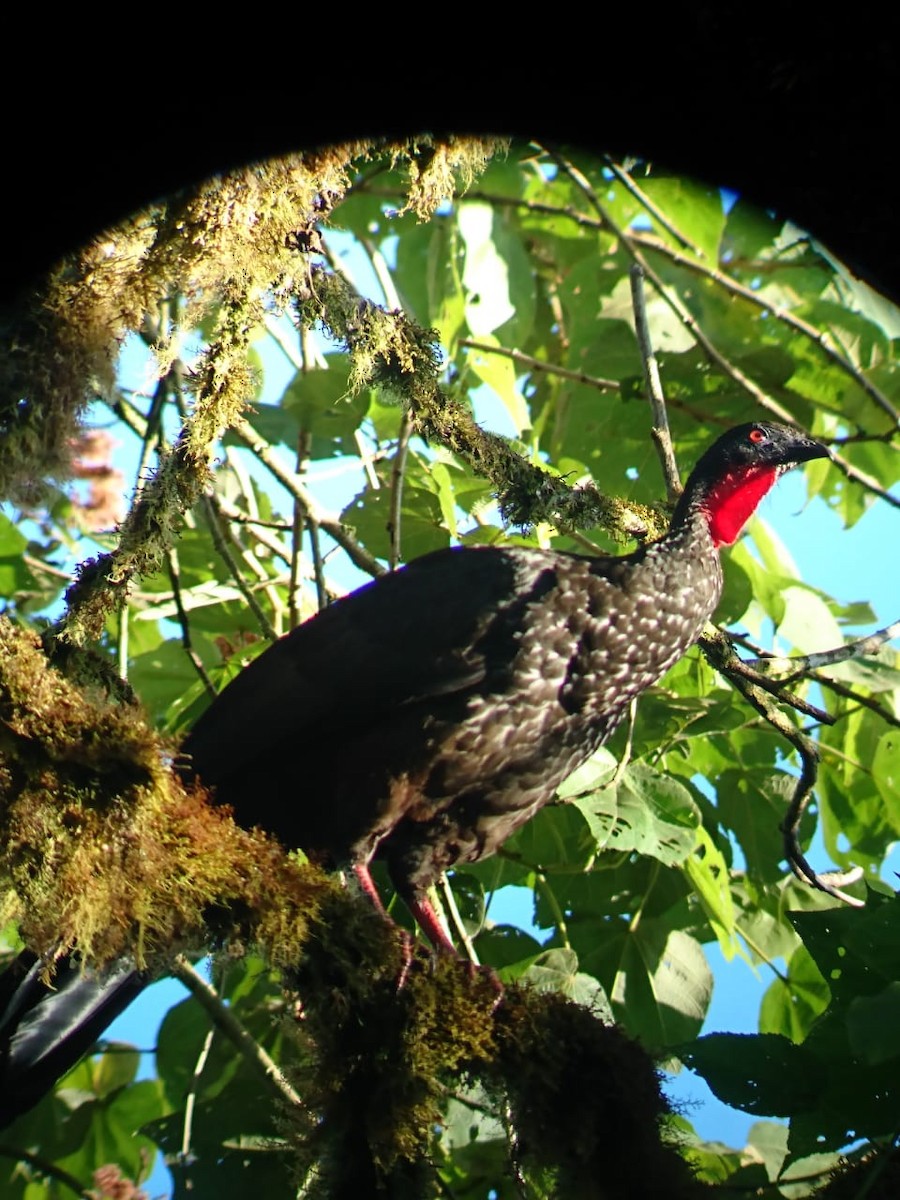 Crested Guan - julia patiño