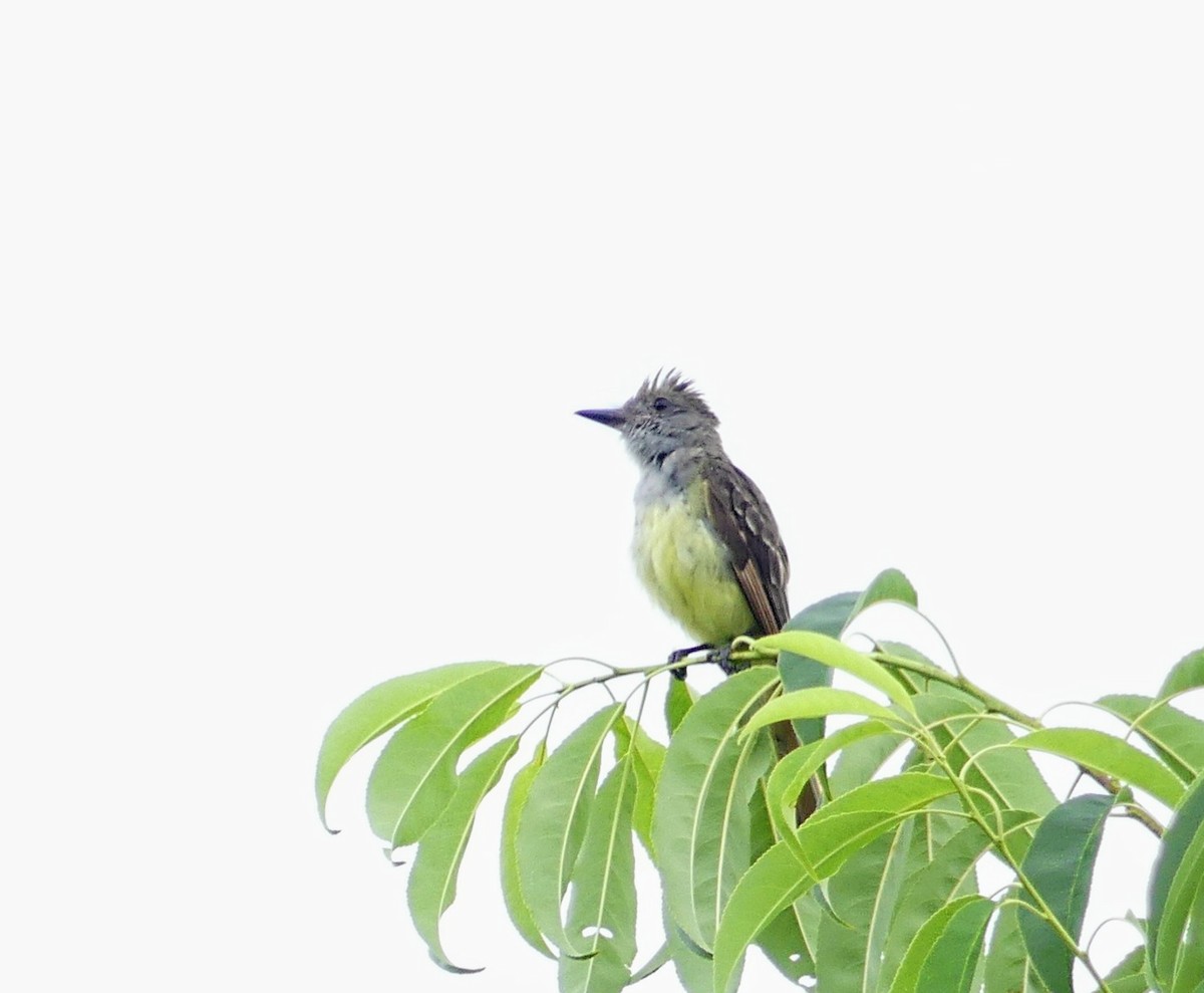 Great Crested Flycatcher - ML468302781