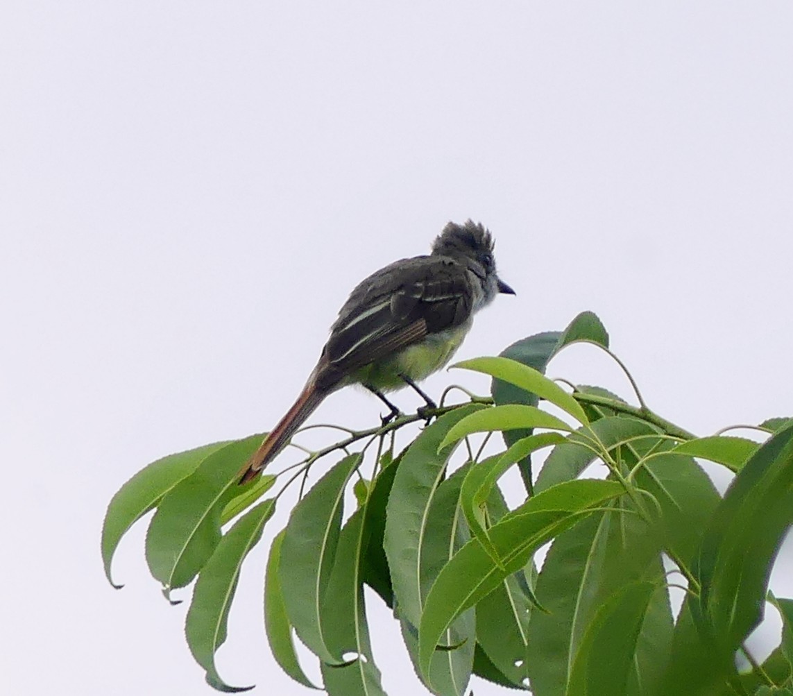 Great Crested Flycatcher - ML468302831