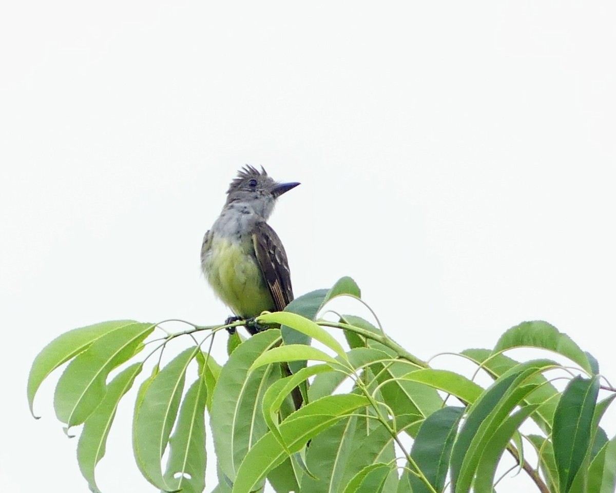 Great Crested Flycatcher - ML468302861