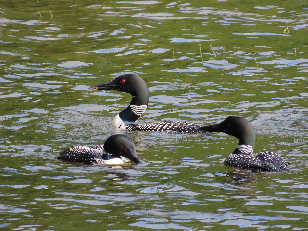 Common Loon - ML468303891