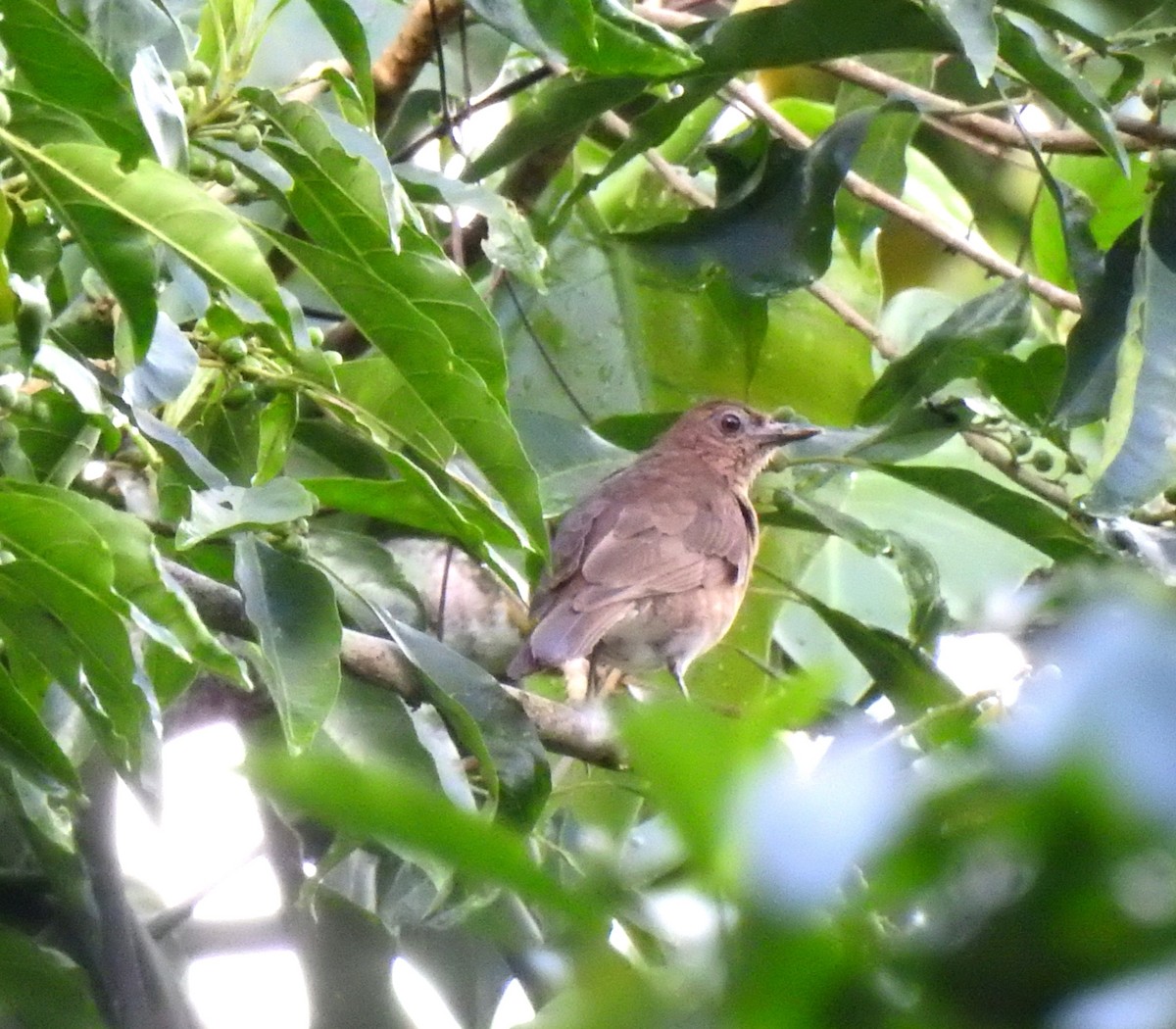 Pale-vented Thrush - ML468305421