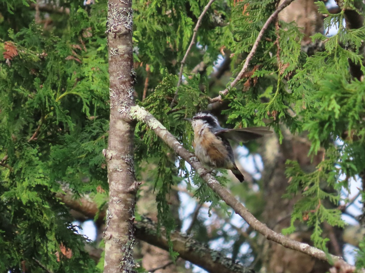 Red-breasted Nuthatch - ML468306331